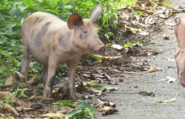 cochon domino au Vauclin en Martinique