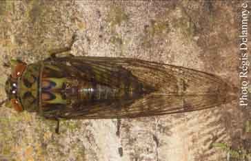 Image de Carineta acclivis, la cigale des Caraïbes