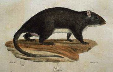 Piloris ou rat musqué de la Martinique