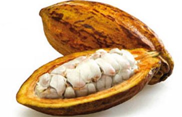 Cacao Martinique