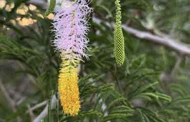 Dichrostachys cinerea en brousse côtière sud Martinique