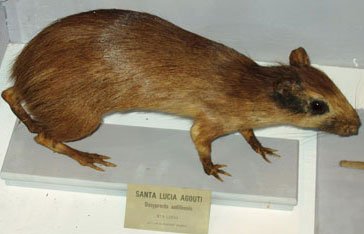 Agouti 