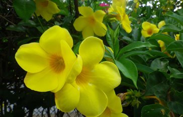 Une allamanda dans le jardins de mes parents au Vauclin