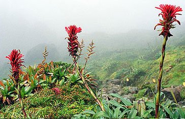 Ananas rouge-montagne