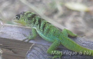 Un anolis roquette sur une terrasse à la baie des mulets au Vauclin