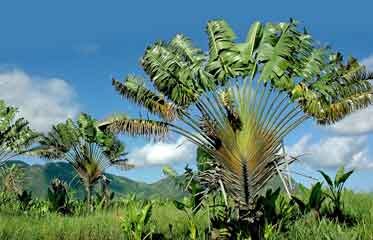 Un arbre du voyageur