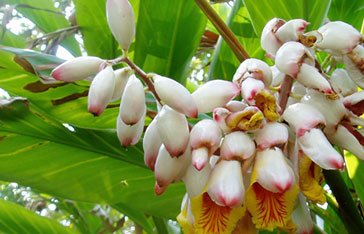 Fleurs d'atoumo dans le jardin de ma mère à Ravine-Plate au Vauclin