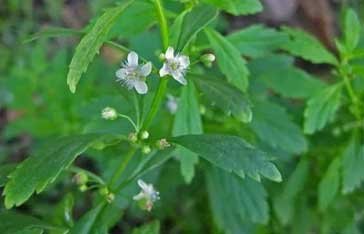 Balai doux plante médicinale