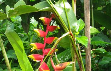 Balisier en Martinique