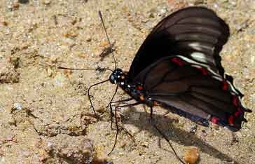 Battus polydamas cebriones