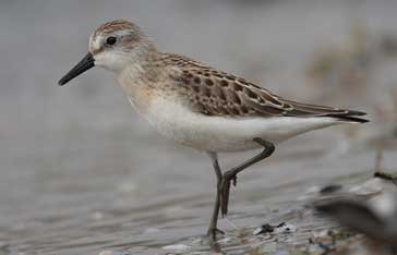 Bécasseau semipalmé