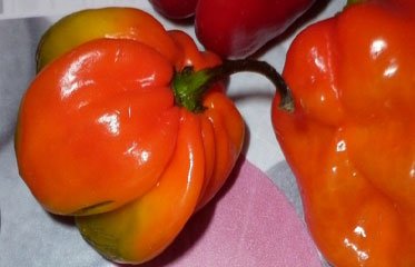 Le piment Bondamanjak de Martinique : symbole du feu créole et pilier de la cuisine antillaise