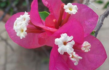 Photo d'un bougainvillier à Ravine-Plate au Vauclin