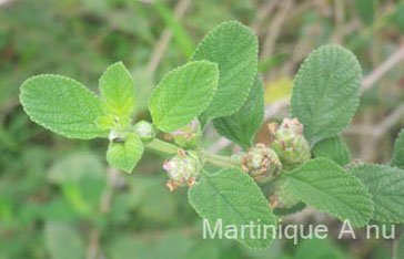 Plant de brisée dans un jardin créole à Ravine-Plate au Vauclin