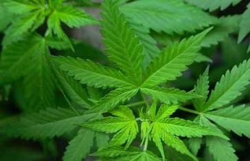 plant de cannabis en Martinique