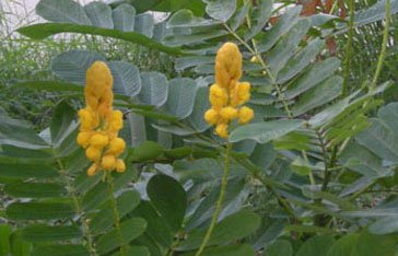 cassia Alata