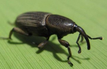 un charançon du bananier en Martinique