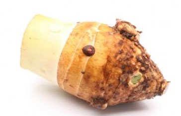 Chou de chine en Martinique