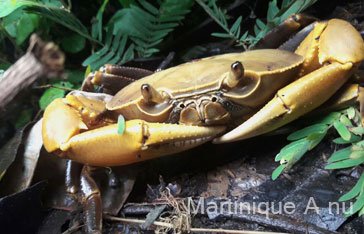 Un cirique de rivière à la montagne du Vauclin