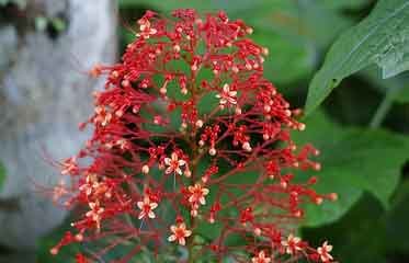 Panicule écarlate de Couronne de mariée