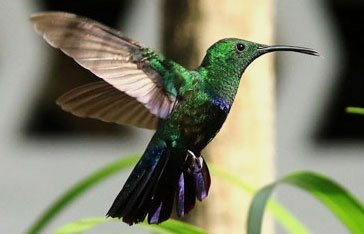 colibri falle-vert au sud de la Martinique