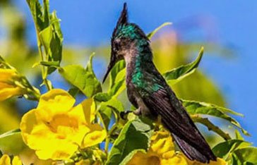 Un colibri huppé en Martinique