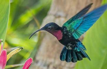 Un colibri Madére en plein vole