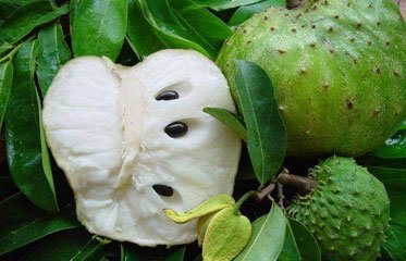 Un corossolier en Martinique
