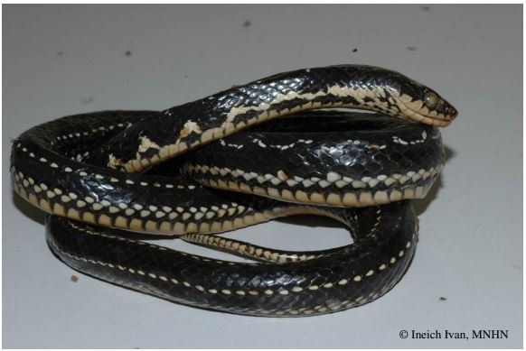 Couresse de la Martinique