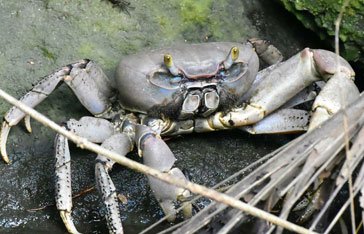 Un crabe de terre dans la mangrove de la baie des mulets
