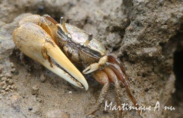 Un crabe crabe violoniste dans la mangrove du Lamentin