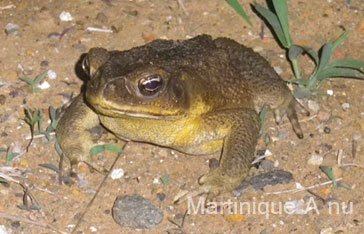 Un crapaud buffle en Martinique