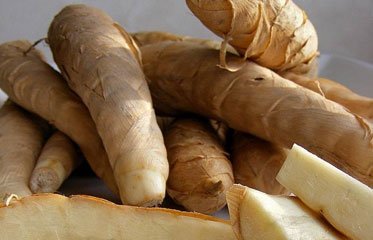 Le dictame, ou Maranta arundinacea