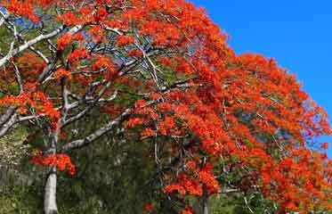 Allée de flamboyants (Delonix regia)