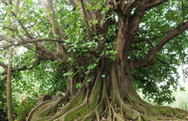 Un fromager en Martinique