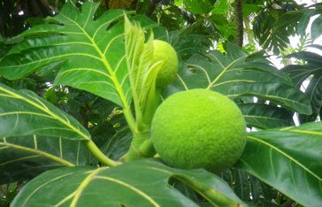 fruit à pain en Martinique