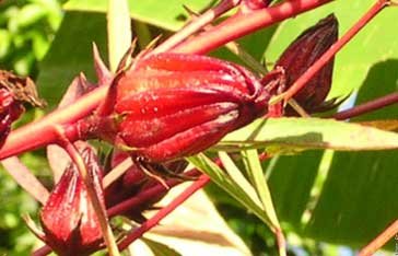 groseiller-martinique.jpg