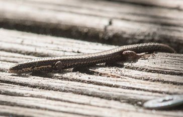 un Gymnophtalmus pleei sur la plage de Grand-Macabou au Vauclin