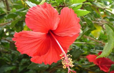 Hibiscus en Martinique, fleur tropicale