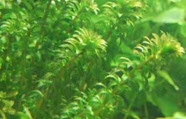 Herbier dense d’Hydrille verticillée (Hydrilla verticillata)