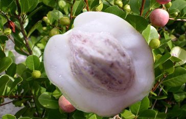 Icaque en Martinique, fruits roses et feuillage côtier