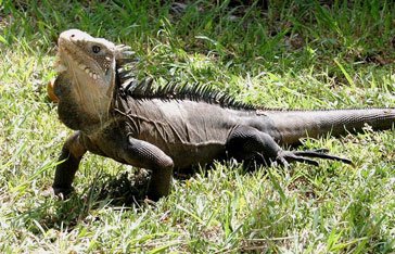 iguane-des-petites-antilles.jpg