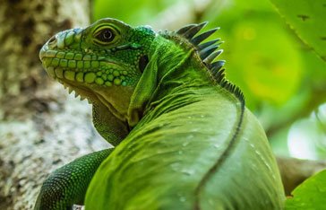 Un iguane vert sur l'îlet Chancel en Martinique