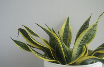 Langue de belle-mère en Martinique