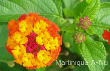 Fleur multicolore de Lantana camara
