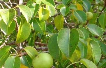 Image d'un mancenillier dans dans la mangrove de Génipa en Martinique