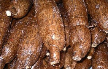 manioc