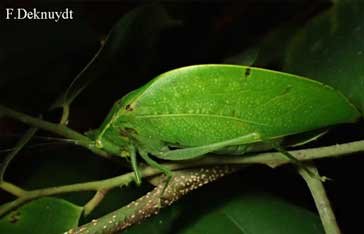 Microcentrum martinicum