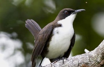 Un moqueur gorge blanche en Martinique