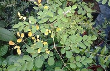 Moringa